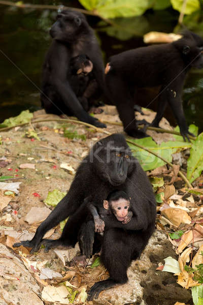 Stock photo: Celebes crested macaque