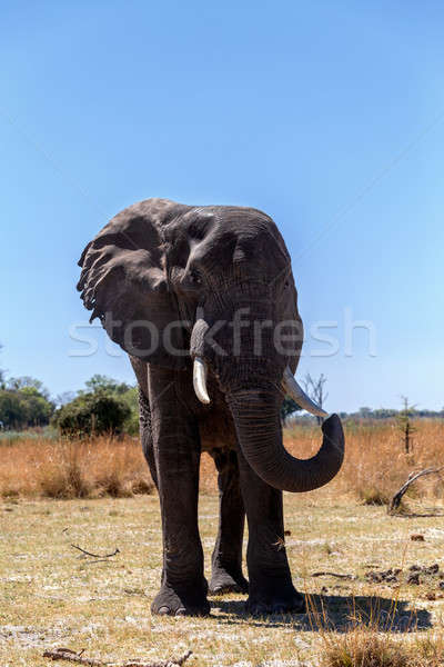 african elephants Stock photo © artush