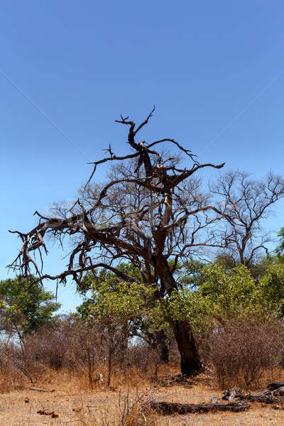 Africano paisagem parque céu nuvens natureza Foto stock © artush