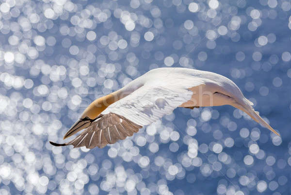 flying northern gannet, Helgoland Germany Stock photo © artush