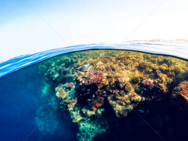 Underwater and surface split view in the tropics sea Stock photo © artush
