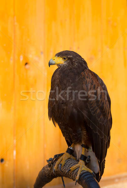 [[stock_photo]]: Faucon · captivité · fauconnerie · oiseau · chasse