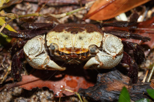 Forest Crab or forest tree climbing Crab Madagascar Stock photo © artush