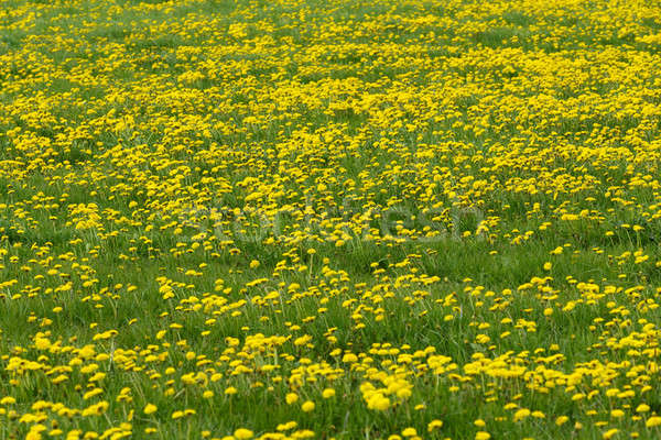 одуванчик весна луговой области весенние цветы Сток-фото © artush