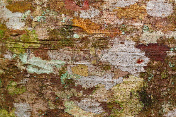 Schors textuur patroon achtergrond boom Madagascar Stockfoto © artush