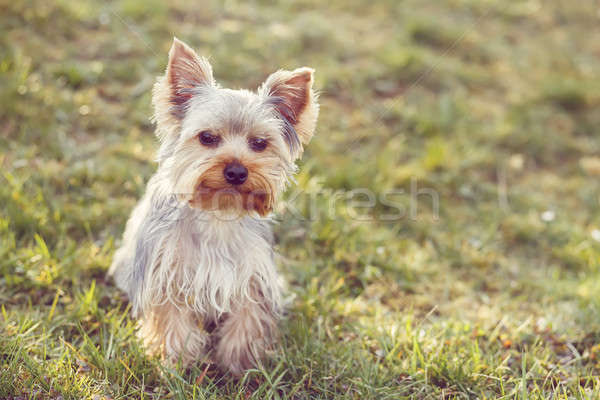 Cute small yorkshire terrier Stock photo © artush