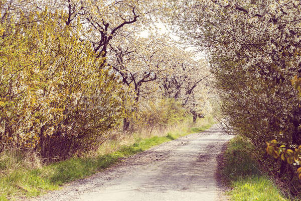 Stock fotó: út · sikátor · cseresznye · fák · virágzik · tavasz