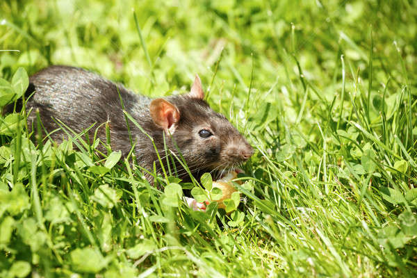 Rata comer torta roedor mascota aire libre Foto stock © artush