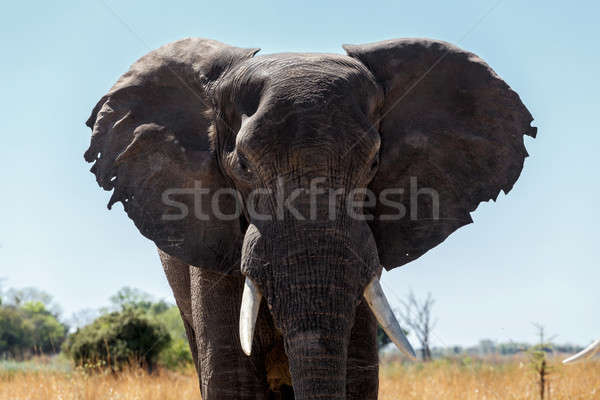 Elefant african joc parc portret Namibia wildlife Imagine de stoc © artush