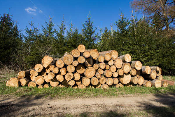 Pile of wood near forest road Stock photo © artush