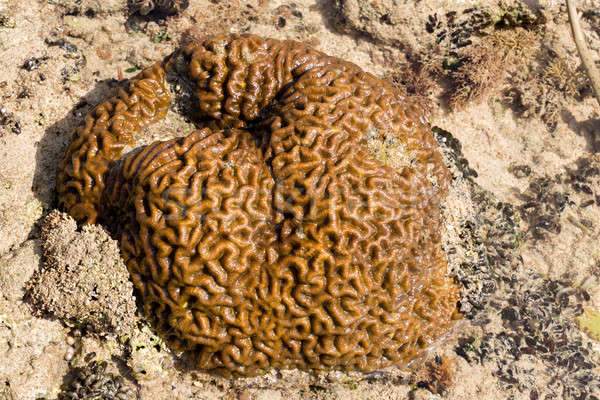 coral in low tide, indonesia Stock photo © artush