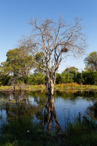 landscape in the Okavango swamps Stock photo © artush