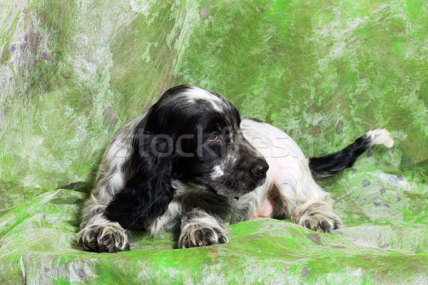 black and white English Cocker Spaniel puppy Stock photo © artush