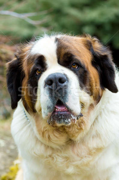 Portrait of a nice St. Bernard dog Stock photo © artush