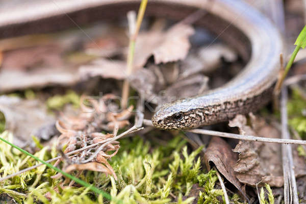 Slow Worm or Blind Worm, Anguis fragilis Stock photo © artush