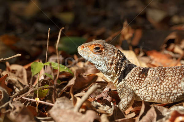 Foto stock: Lagarto · Madagáscar · iguana · parque · animais · selvagens