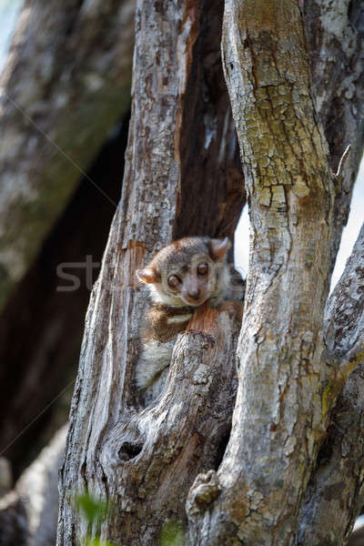 Ankarana sportive lemur, Madagascar Stock photo © artush