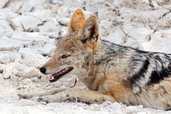 black-backed jackal (Canis mesomelas) lying in Etosha park Stock photo © artush