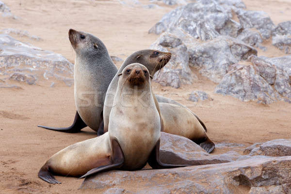 portrait of Brown fur seal - sea lions in Namibia Stock photo © artush