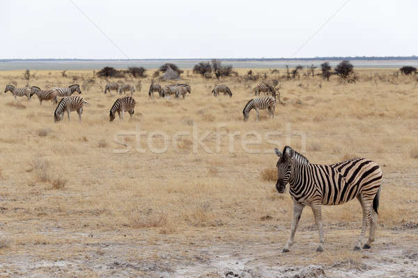 Zebra in african bush Stock photo © artush