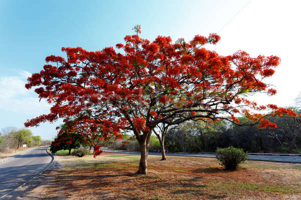 Delonix Regia (Flamboyant) tree with blue sky. Stock photo © artush