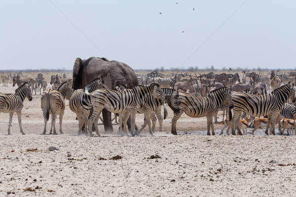 Aglomerat elefantii zebrele parc Namibia wildlife Imagine de stoc © artush