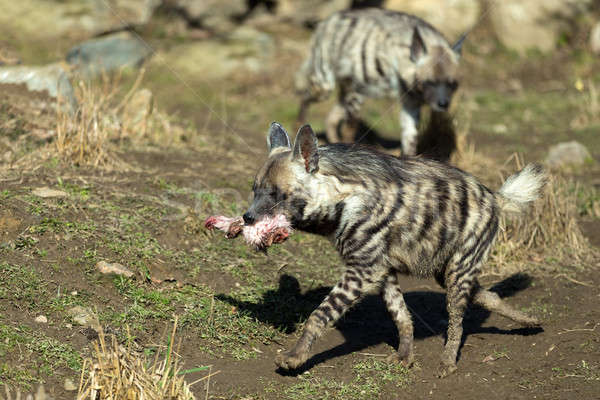 Striped hyena (Hyaena hyaena) Stock photo © artush