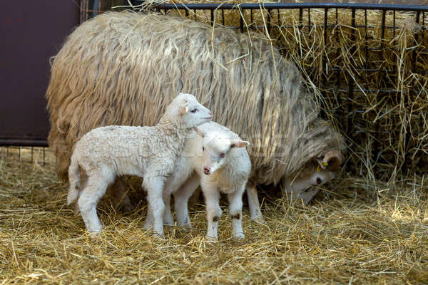 Sheep with lamb on rural farm Stock photo © artush