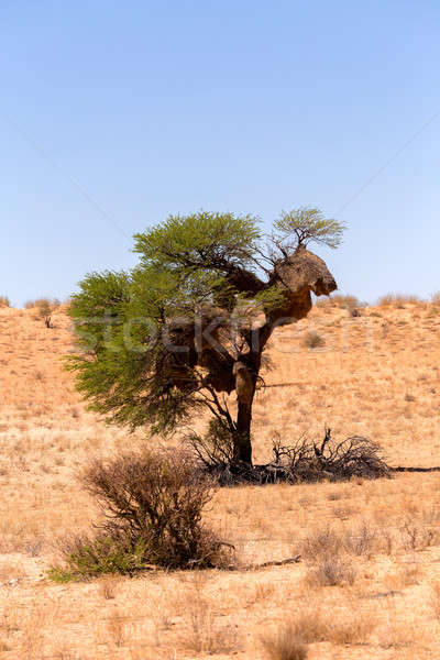 African masked weaver nest on kgalagadi Stock photo © artush