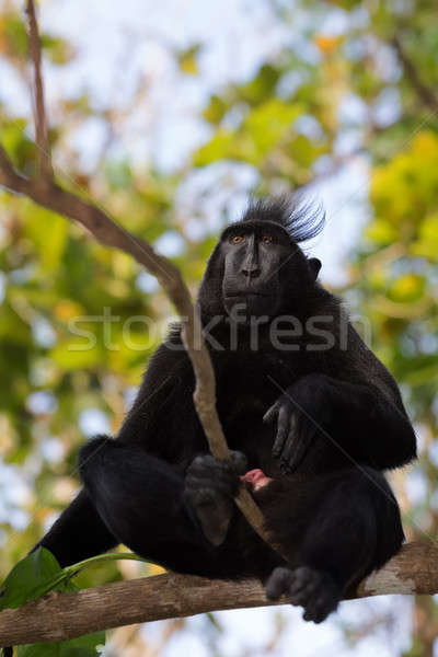 endemic sulawesi monkey Celebes crested macaque Stock photo © artush