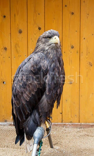Big Sea Eagle Haliaeetus albicill Stock photo © artush