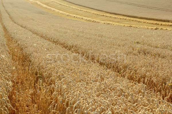 partially harvested wheat field Stock photo © artush