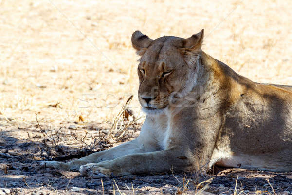 Female Lion Lying in Grass in shade of tree. Stock photo © artush