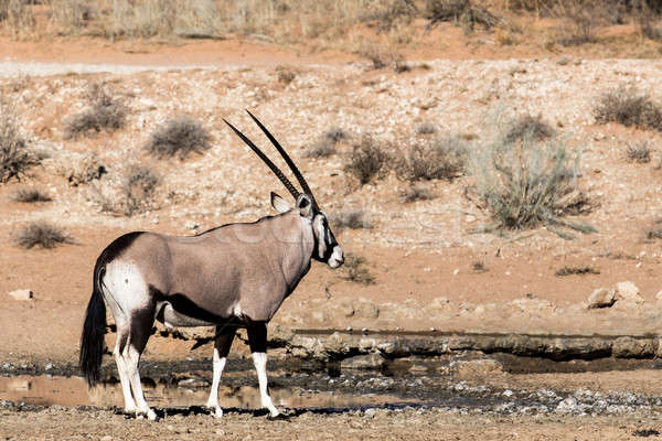 Gemsbok, Oryx gazella Stock photo © artush