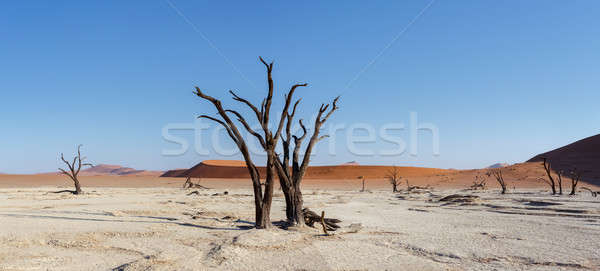 Schönen Landschaft hidden Wüste Panorama breite Stock foto © artush