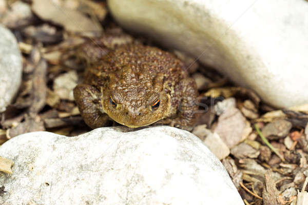 European common toad, bufo bufo outdoor Stock photo © artush