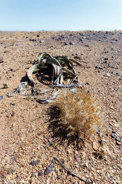 Welwitschia mirabilis, Amazing desert plant, living fossil Stock photo © artush