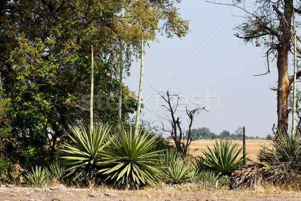 wild african landscape, Chobe national park Stock photo © artush
