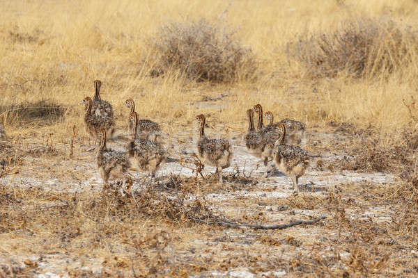 Aile devekuşu tavuk park Namibya Güney Afrika Stok fotoğraf © artush