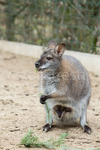 Closeup of a Red-necked Wallaby Stock photo © artush