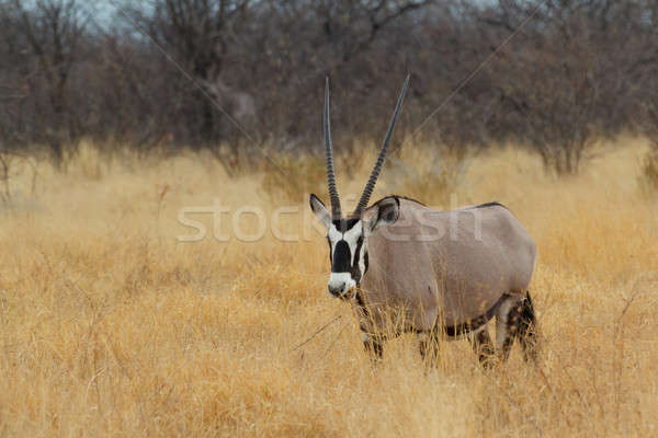 Gemsbok in savanna, Oryx gazella Stock photo © artush