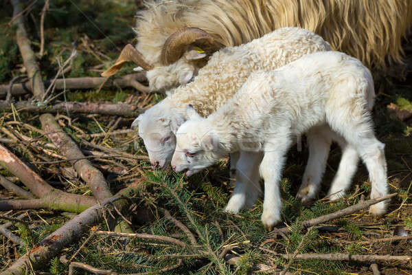 Sheep with lamb on rural farm Stock photo © artush