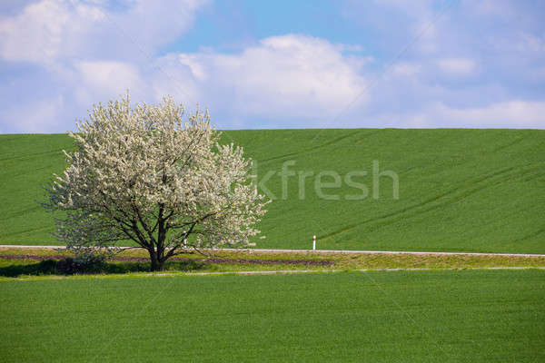 spring flowering tree in countryside Stock photo © artush