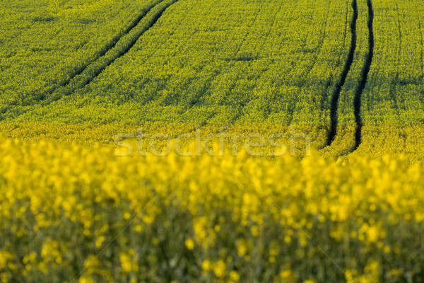 Jaune viol domaine printemps agriculture rural Photo stock © artush