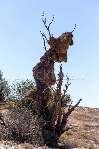 Stock photo: African masked weaver big nest on tree