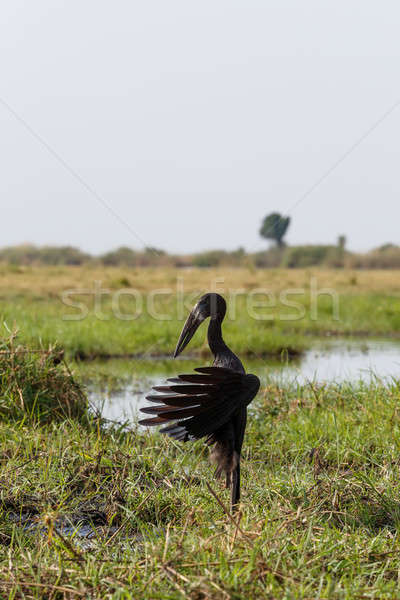 African Openbill with wings spread to the evening sun Stock photo © artush