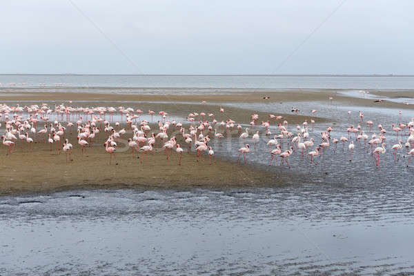 Stock foto: Rosig · Flamingo · Kolonie · Namibia · riesige · Sand