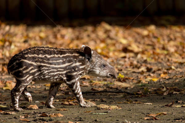 Stock photo: baby of the endangered South American tapir
