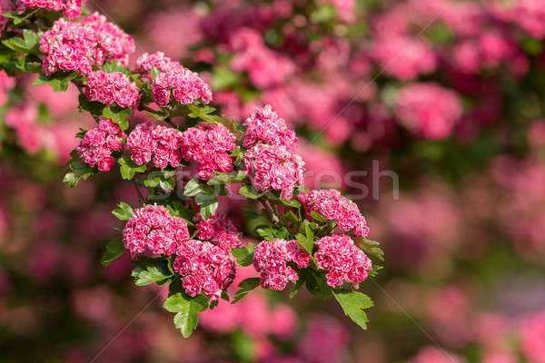 Flowers pink hawthorn. Tree pink hawthorn Stock photo © artush