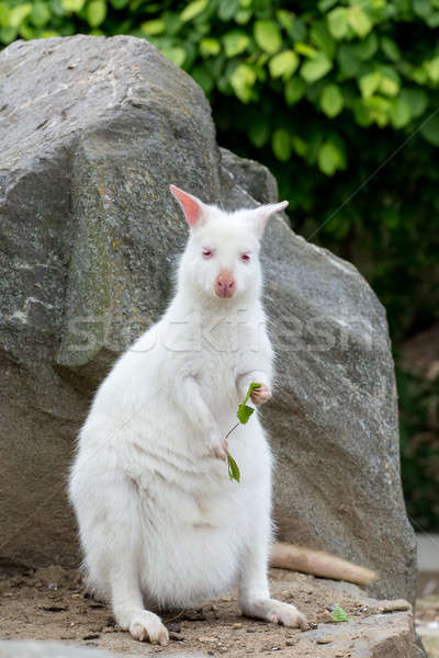 Zdjęcia stock: Biały · albinos · kobiet · Kangur · trawy